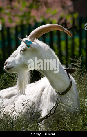 Portrait of white domestic goat (Capra hircus) buck with eartags at farm Stock Photo