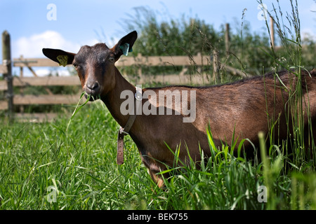 Goat (Capra hircus) with eartags in field, Belgium Stock Photo