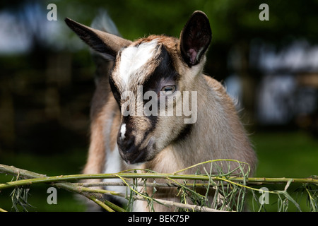 Portrait of goat kid (Capra hircus) in field, Belgium Stock Photo
