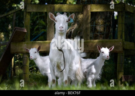 White goat (Capra hircus) with two kids at farm Stock Photo