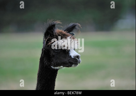 ALPACA, CHRISTCHURCH, NEW ZEALAND Stock Photo