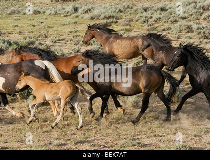 Animal Horse McCullough Peaks Mustang Wild US USA Stock Photo