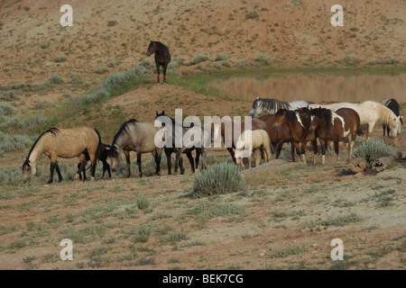 Animal Horse McCullough Peaks Mustang Wild US USA Stock Photo