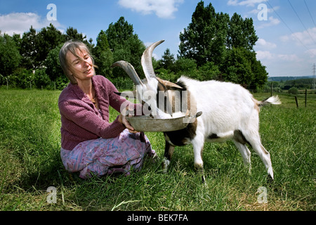 Woman feeding domestic white goat buck (Capra hircus) in field Stock Photo