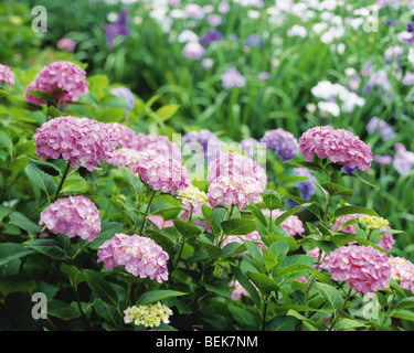 Purple hydrangea flowers close up Stock Photo - Alamy