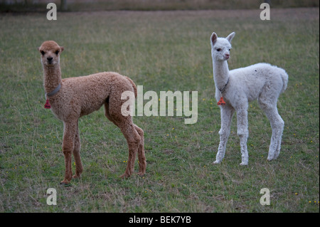 ALPACA CALVES, CHRISTCHURCH, NEW ZEALAND Stock Photo