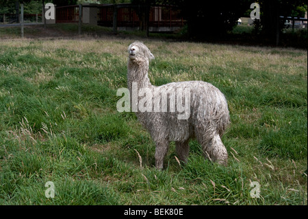 ALPACA, CHRISTCHURCH, NEW ZEALAND Stock Photo