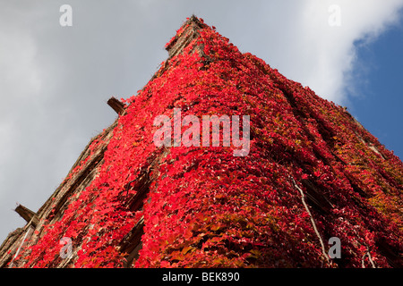 Vines in autumn on Beyer Building in Old Quadrangle, The University of Manchester, UK Stock Photo