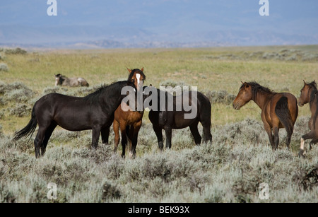 Animal Horse McCullough Peaks Mustang Wild US USA Stock Photo