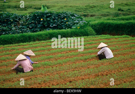People working in the fields. DALAT. CENTRAL HIGHLANDS. VIETNAM. Stock Photo
