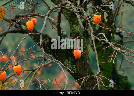 Persimmons on tree Stock Photo