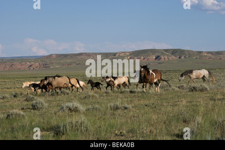 Animal Horse McCullough Peaks Mustang Wild US USA Stock Photo