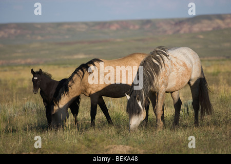 Animal Horse McCullough Peaks Mustang Wild US USA Stock Photo