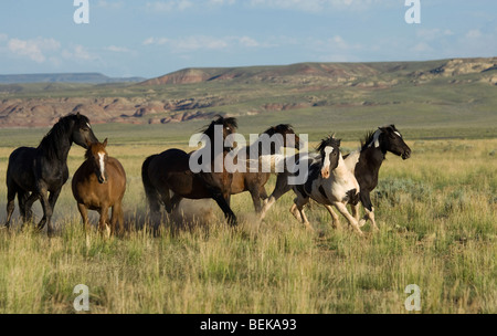 Animal Horse McCullough Peaks Mustang Wild US USA Stock Photo