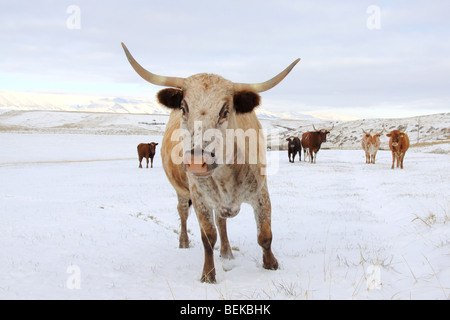 A Texas Longhorn Cattle Herd approaches viewer in a snowy pasture in the Western United States Stock Photo