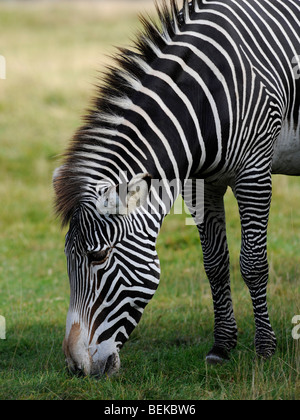 zebra eating grass Stock Photo: 69804922 - Alamy