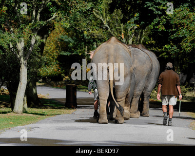 Elephants walking in a line, at a slow pace. Stock Photo
