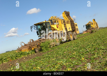 Lifting sugar beet Stock Photo