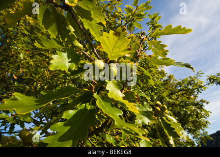 Acorns on oak trees at Ullswater in the English Lake District, Cumbria, England,UK Stock Photo