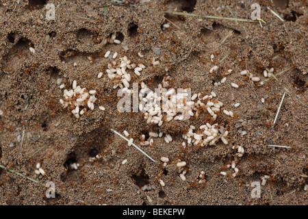 Yellow meadow ant (Lasius flavus) nest with eggs Stock Photo