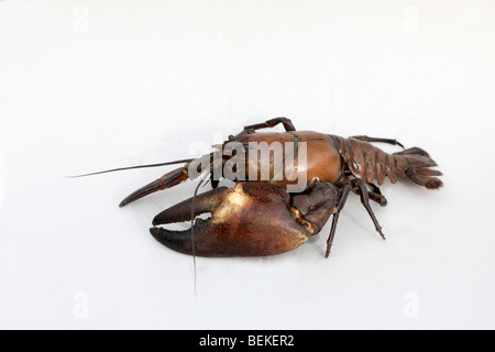 Signal crayfish, Pacifastacus leniusculus, plain background, Midlands, October 2009 Stock Photo