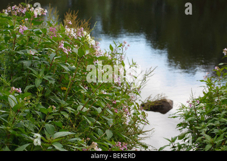 Indian balsam(impatiens glandulifera) growing on river bank Stock Photo