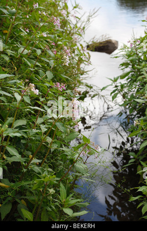 Indian balsam(impatiens glandulifera) growing on river bank Stock Photo