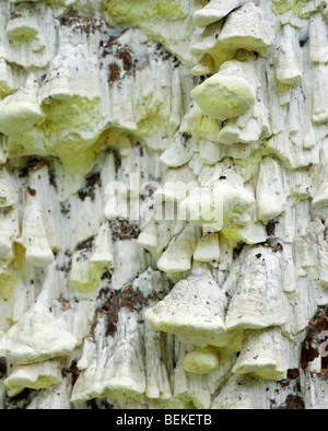 Fungi Antrodia xantha. Stock Photo