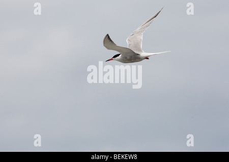 Common Tern (Sterna hirundo) adult in flight Stock Photo
