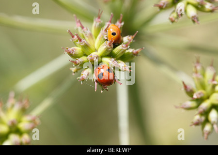 Two spot ladybird (Adalia bipunctata) at rest on seed head Stock Photo