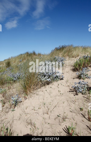 Sea holly (Eryngium maritimum) growing on sand dunes Stock Photo