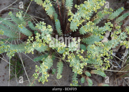 Sea spurge (Euphorbia paralias) close up of flowers Stock Photo