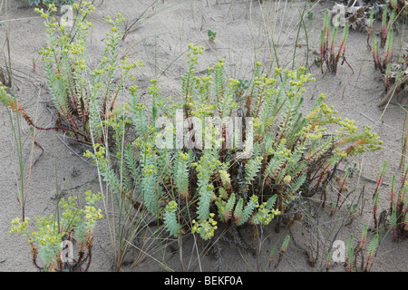 Sea spurge (Euphorbia paralias) plant in flower in dunes Stock Photo