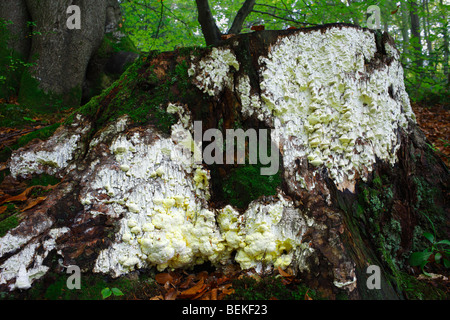 Fungi Antrodia xantha covering a tree stump. Stock Photo