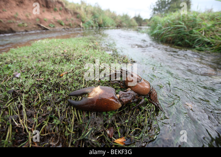 Signal crayfish, Pacifastacus leniusculus, Midlands, October 2009 Stock Photo