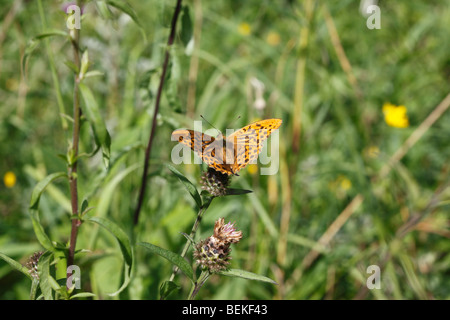 Dark green fritillary (Argynnis aglaja) male taking nectar Stock Photo