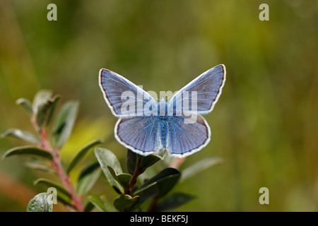 Common blue (Polyommatus icarus) male at rest Stock Photo
