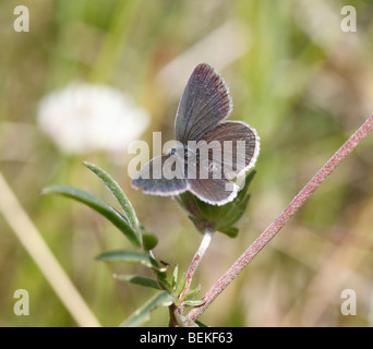 Small blue (Cupido minimus) female on kidney vetch Stock Photo