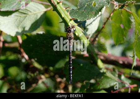 Migrant hawker (Aeshna mixta) male at rest on bramble Stock Photo