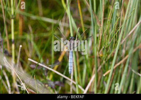 Keeled skimmer (Orthetrum coerulescens) male at rest on reed Stock Photo