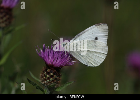 Small white butterfly (Pieris rapae) taking nectar from knapweed Stock Photo