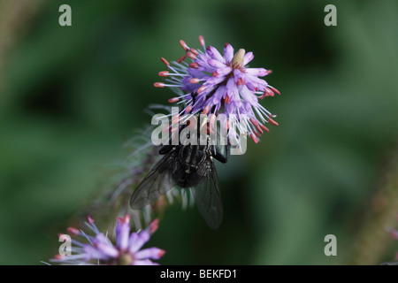 Flesh fly (Sarcophaga carnaria) on flower Stock Photo