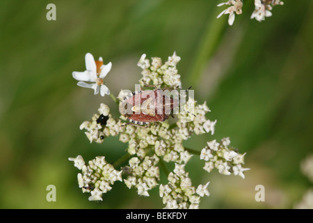 Sloe bug (Dolycoris baccarum) at rest on flower Stock Photo