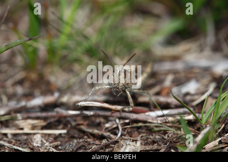 Common green grasshopper(Omocestus viridulus) at rest front view Stock Photo