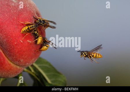 Common wasp (vespula vulgaris) flying to ripe peach Stock Photo