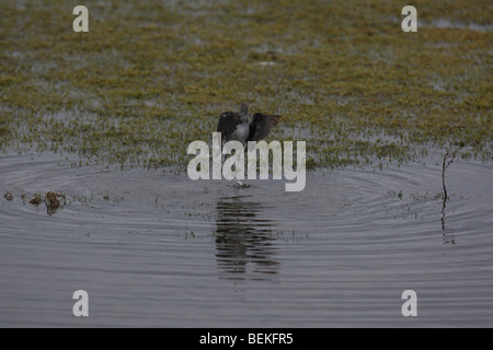 Water rail (rallus aquaticus) juvenile coming out of reeds to feed Stock Photo