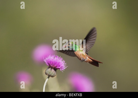 Buff-bellied Hummingbird (Amazilia yucatanenensis), male feeding on Texas thistle, Sinton, Corpus Christi, Coastal Bend, Texas Stock Photo