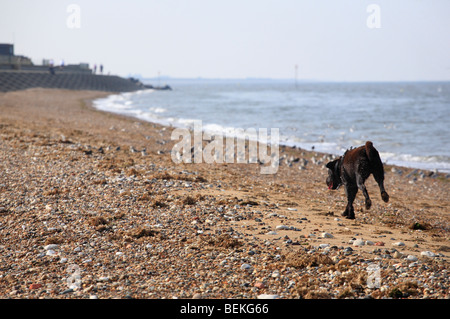 A happy dog running along a beach towards a group of birds. Stock Photo