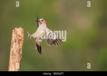 Golden-fronted Woodpecker (Melanerpes aurifrons), female landing, Sinton, Corpus Christi, Coastal Bend, Texas, USA