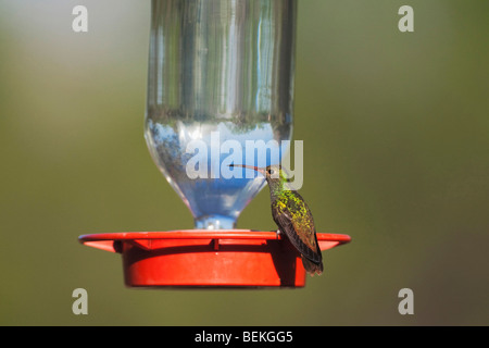 Buff-bellied Hummingbird (Amazilia yucatanenensis), male at feeder, Sinton, Corpus Christi, Coastal Bend, Texas, USA Stock Photo